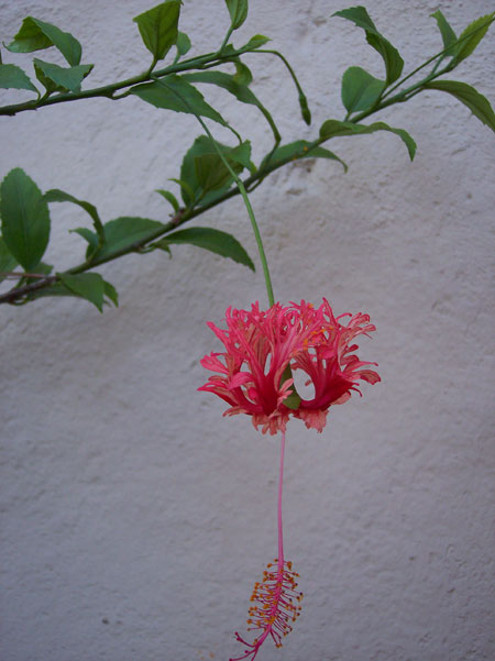 Hibiscus close to the back door