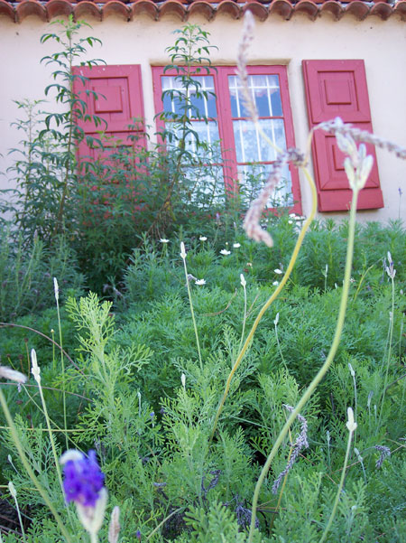 House of France windows and lavender